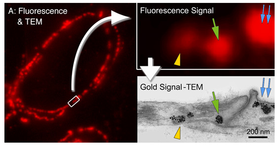 nanoprobes：FluoroNanogold&trade; 结合物介绍