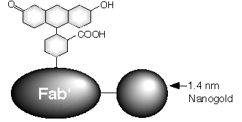 nanoprobes：荧光素 FluoroNanogold&trade;简介