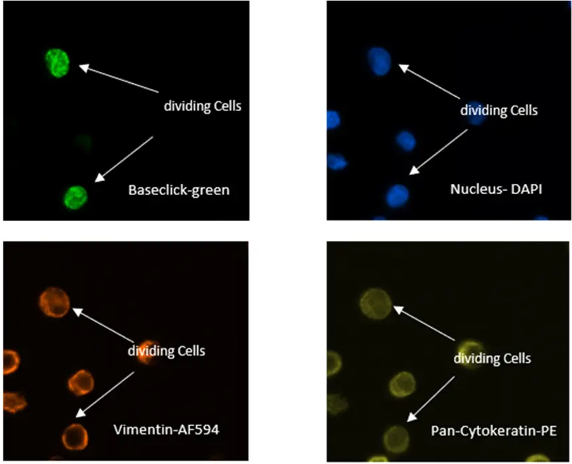 baseclick 新免疫染色技术扩展了 EdU Click 试剂盒的应用