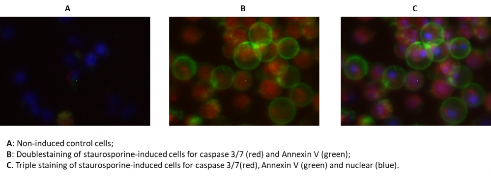 Cell Meter 活细胞Caspase 3/7和磷脂酰丝氨酸PS检测试剂盒