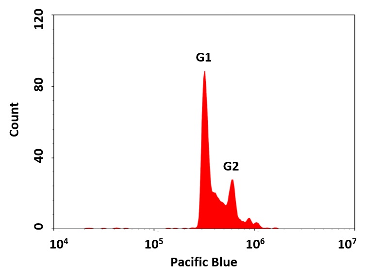Cell Meter 荧光法细胞周期检测试剂盒 405nm激发