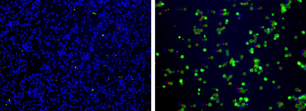 Cell Meter 细胞凋亡和细胞坏死检测试剂盒 三色荧光