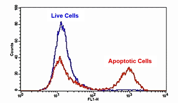 Cell Meter  FITC-Annexin V细胞凋亡检测试剂盒 适合于流式细胞仪
