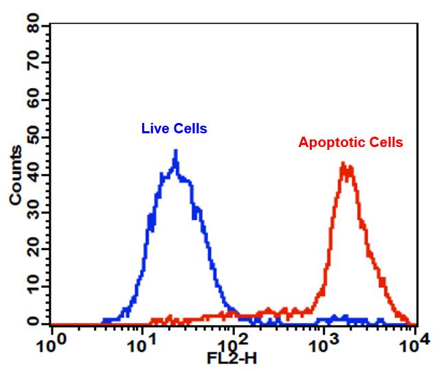 Cell Meter  PE-Annexin V细胞凋亡检测试剂盒 适合于流式细胞仪