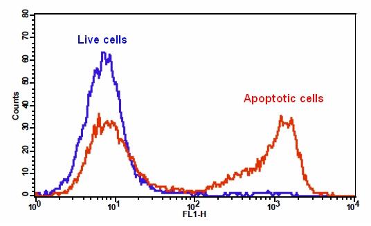 Cell Meter 磷脂酰丝氨酸细胞凋亡检测试剂盒 绿色荧光 适合于流式细胞检测