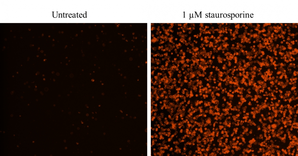 Cell Meter Annexin V凋亡检测试剂盒 橙色荧光 适合流式细胞检测