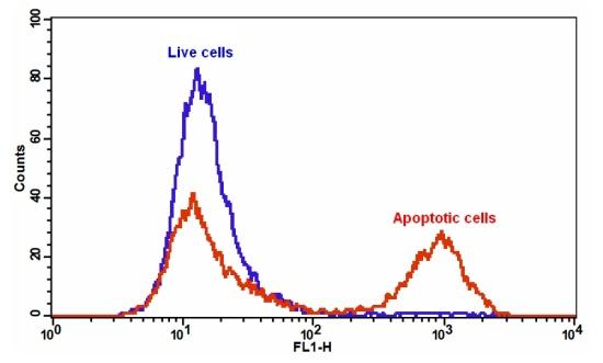 Cell Meter Annexin V凋亡检测试剂盒 绿色荧光 适合流式细胞检测