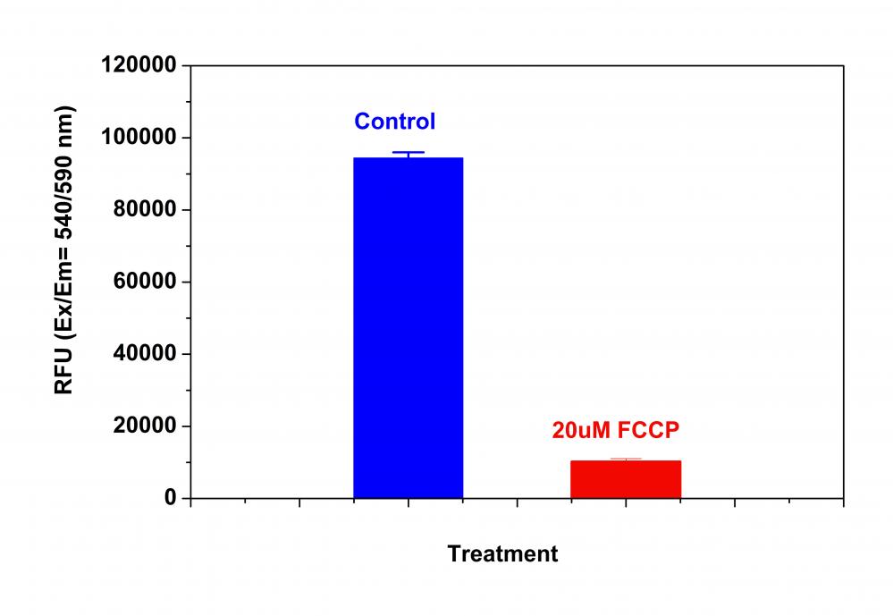 Cell Meter 线粒体膜电位检测试剂盒 橙色荧光 适合微孔板检测