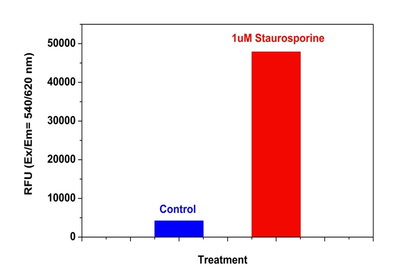 Cell Meter Caspase 3/7活性细胞凋亡检测试剂盒 红色荧光