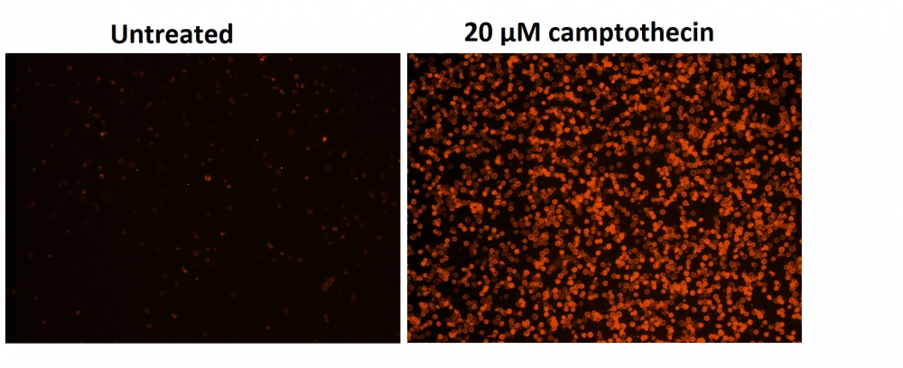 Cell Meter 磷脂酰丝氨酸凋亡检测试剂盒 橙色荧光,适合酶标仪检测