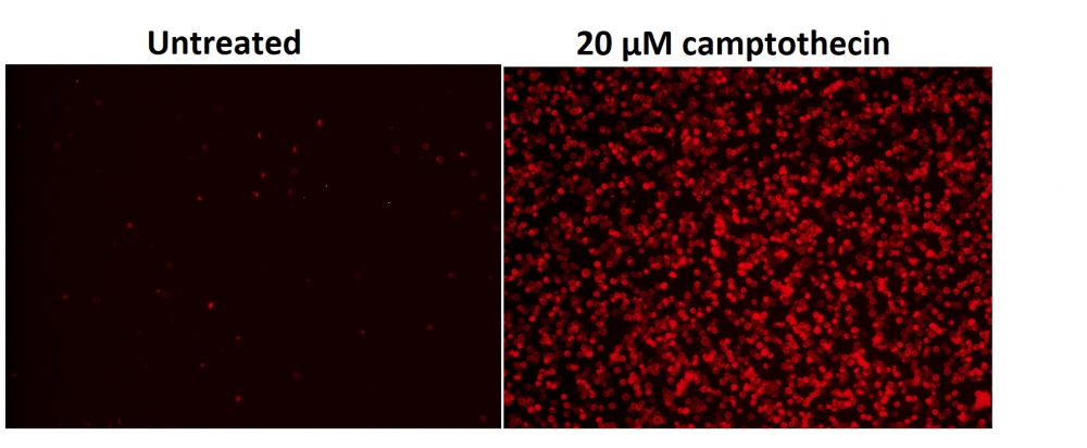 Cell Meter 磷脂酰丝氨酸凋亡检测试剂盒 深红色荧光,适合微孔板检测