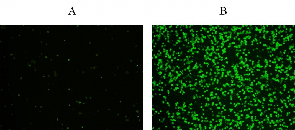 Cell Meter 磷脂酰丝氨酸凋亡检测试剂盒 绿色荧光,适合微孔板检测