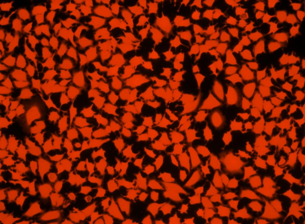 红色荧光示踪探针 CytoTrace CFDA