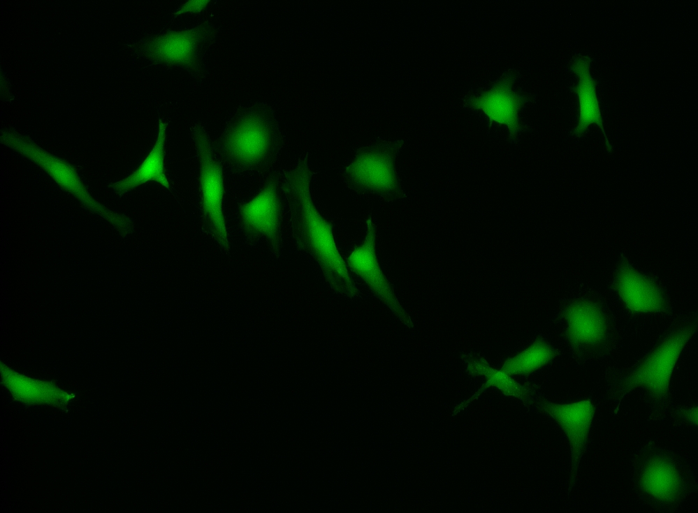 钙紫绿素500 CytoCalcein 405nm激发