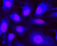 钙紫蓝素450 CytoCalcein 405nm激发