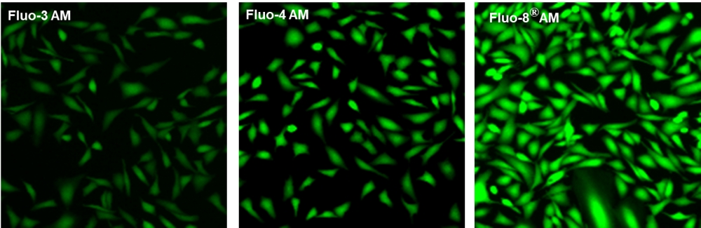 钙离子荧光探针Fluo8L, AM