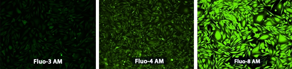 钙离子荧光探针Fluo3AM 超纯级 CAS 121714-22-5