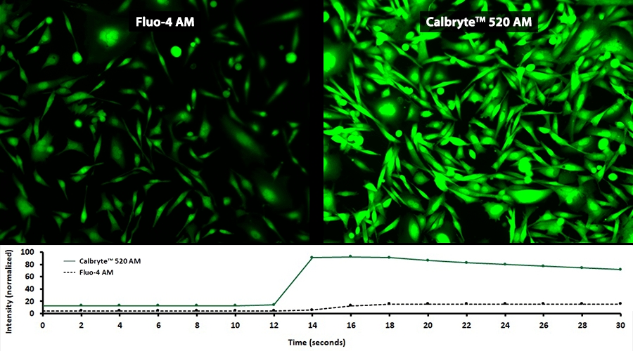 新型钙离子荧光探针Calbryte520, AM *细胞渗透性*