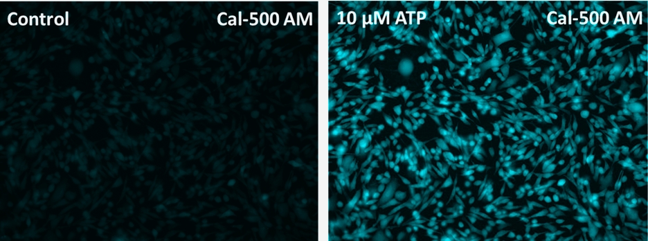 钙离子荧光探针Cal500  AM