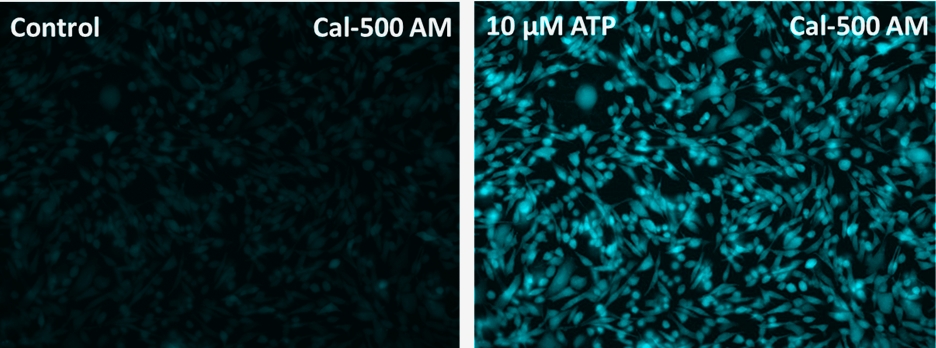 钙离子荧光探针Cal500  AM