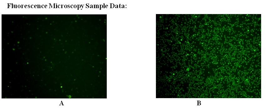 Cell Meter 活细胞Caspase 9结合检测试剂盒 绿色荧光