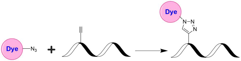 Tide Fluor 1叠氮化物