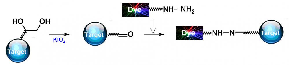 iFluor 680酰肼