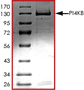 PI4KB, Active(P32-102G)P32-102G-10