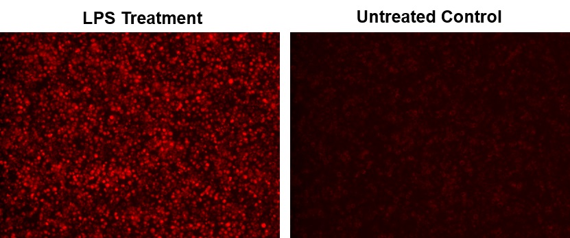 Cell Meter 细胞内一氧化氮（NO）活性检测试剂盒 适合于酶标仪近红外检测