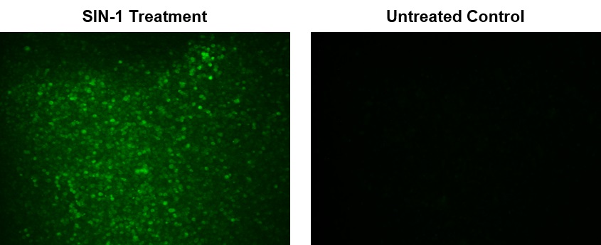 Cell Meter 荧光法细胞内过亚硝酸盐检测试剂盒 绿色荧光