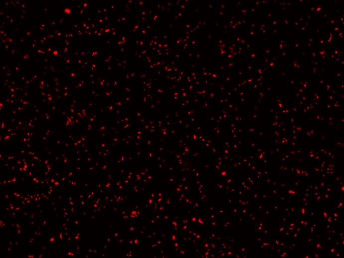 MycoLight Red JJ94核酸染料