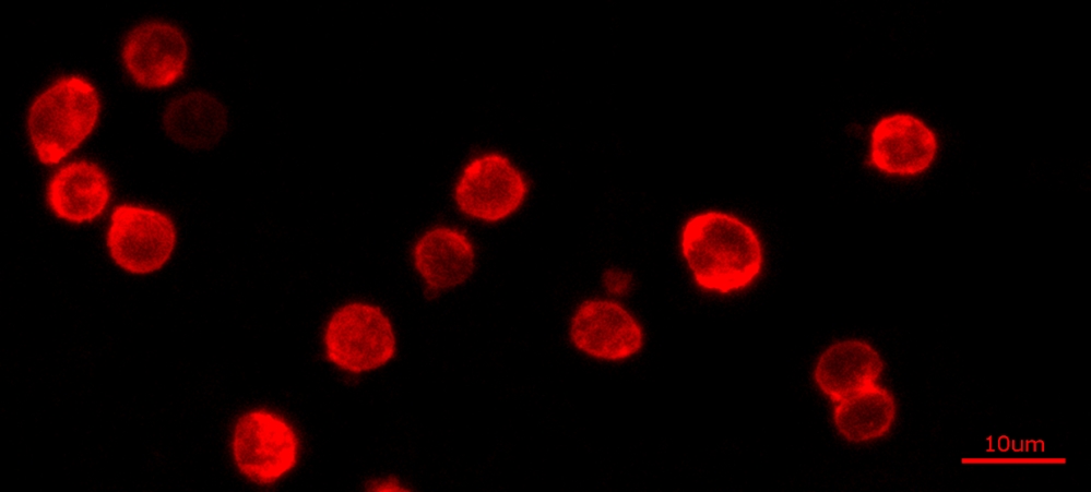 Cell Navigator 细胞膜染色试剂盒 红色荧光