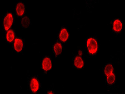 Cell Navigator 细胞膜染色试剂盒 红色荧光