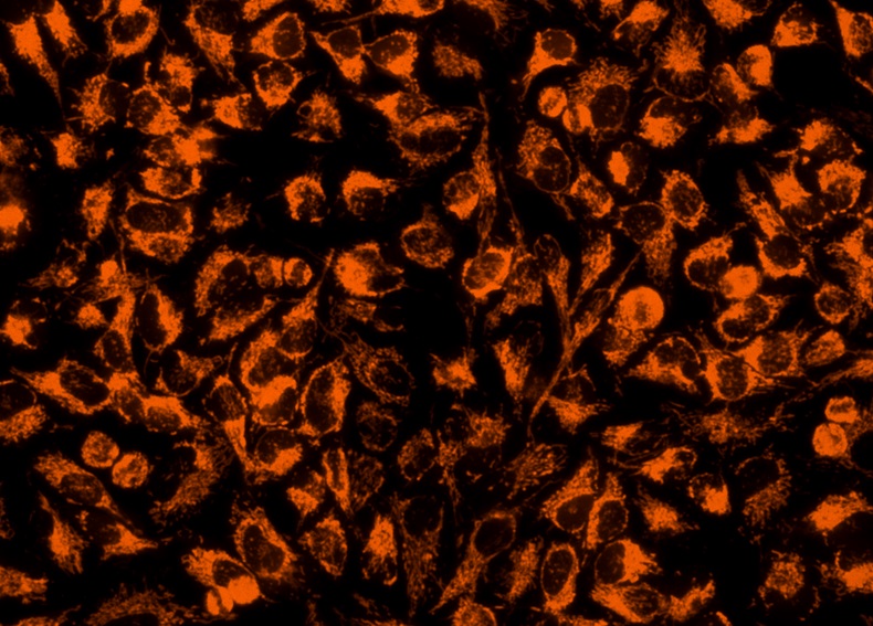 Cell Navigator 线粒体标记试剂盒 橙色荧光 405nm激发