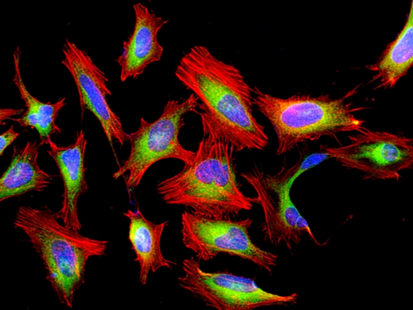 Cell Navigator F-肌动蛋白（F-Actin）标记试剂盒 红色荧光