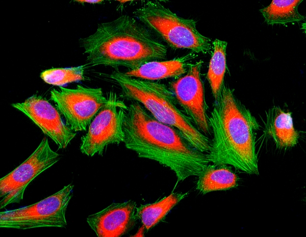 Cell Navigator F-肌动蛋白（F-Actin）标记试剂盒 绿色荧光