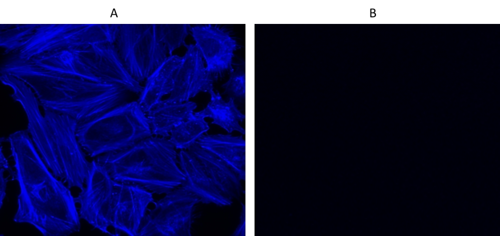 Cell Navigator F-肌动蛋白（F-Actin）标记试剂盒 蓝色荧光