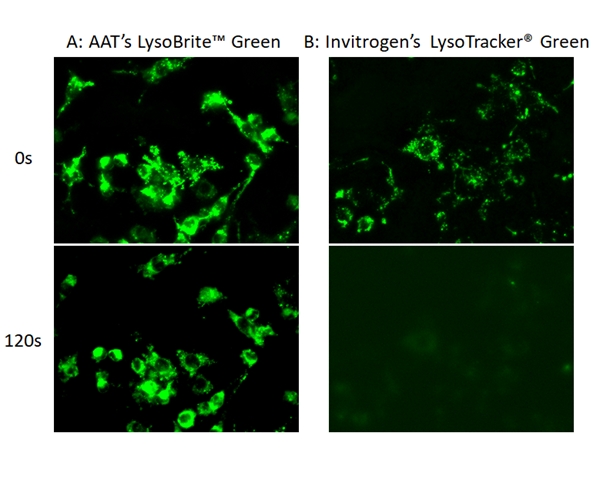 Cell Navigator 溶酶体标记试剂盒 绿色荧光