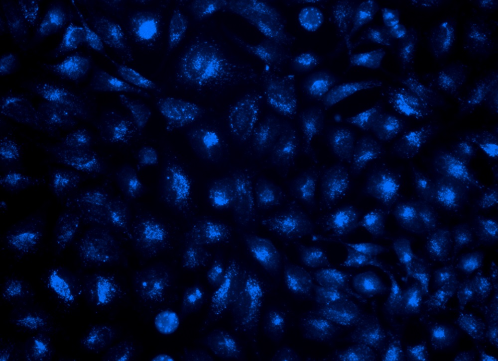 Cell Navigator 溶酶体标记试剂盒    蓝色荧光