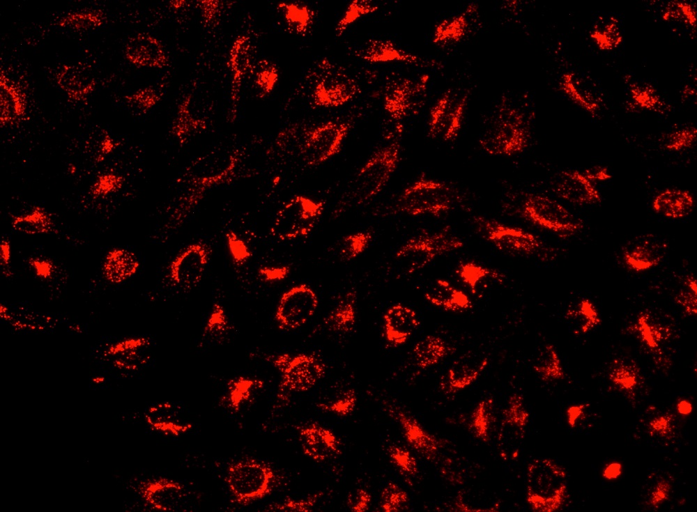 Cell Navigator 溶酶体标记试剂盒 近红外荧光
