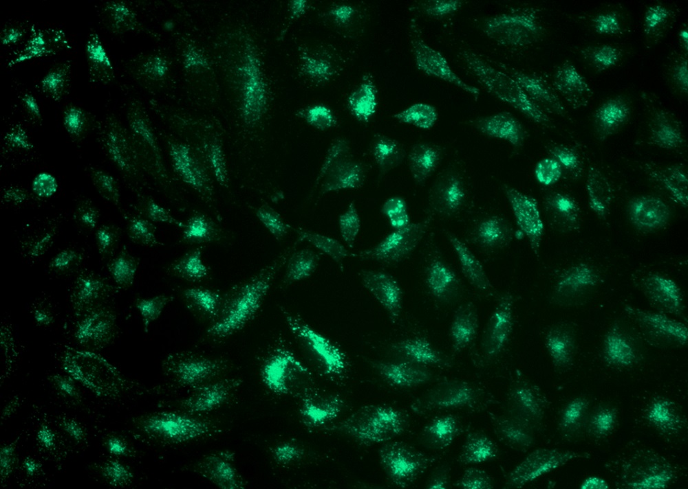 Cell Navigator 溶酶体标记试剂盒 绿色荧光 405nm激发