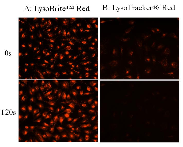 LysoBrite 溶酶体红色荧光探针