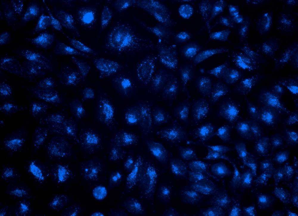 LysoBrite 溶酶体蓝色荧光探针