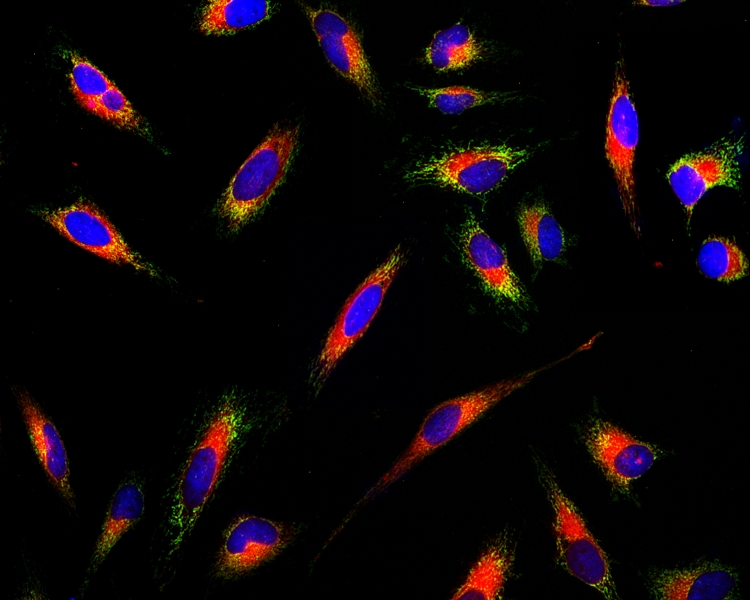 Cell Navigator 活细胞内质网染色试剂盒 红色荧光