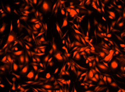 Cell Explorer 固定化细胞示踪试剂盒 红色荧光