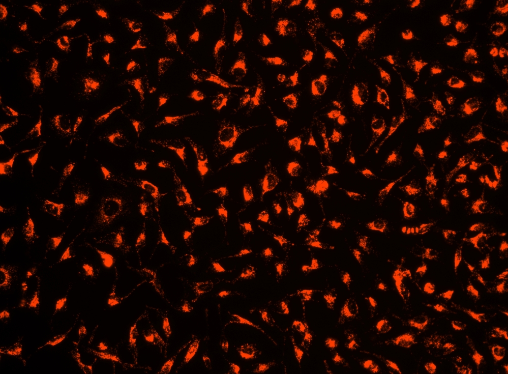 Cell Explorer 活细胞示踪试剂盒 红色荧光