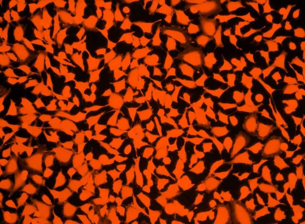 Cell Explorer 活细胞示踪试剂盒 橙色荧光
