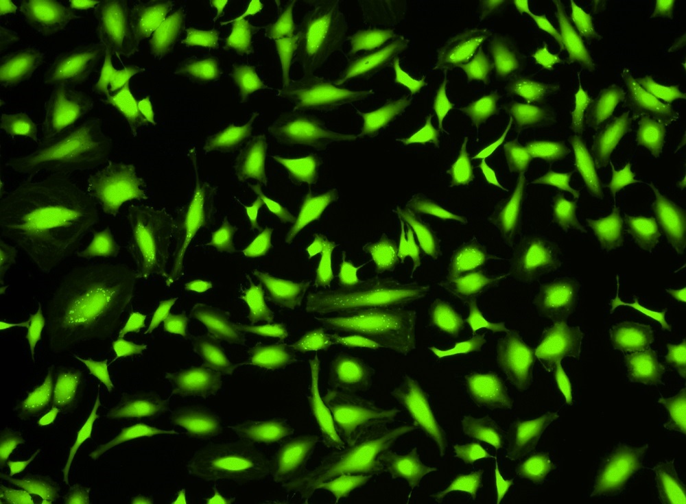 Cell Explorer 固定化细胞示踪试剂盒 绿色荧光