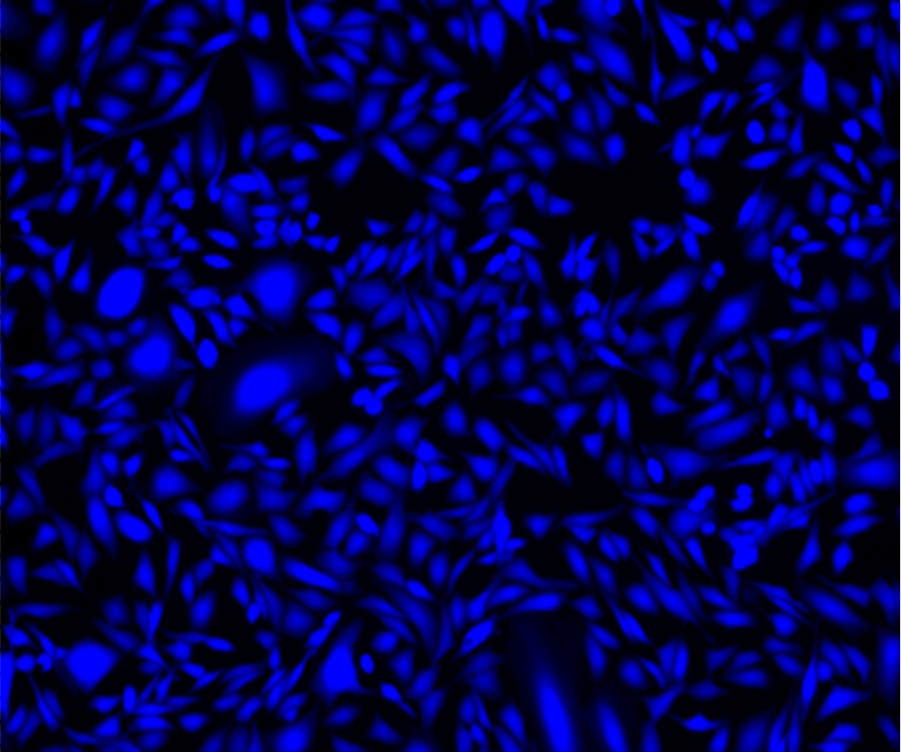 Cell Explorer 活细胞示踪试剂盒 蓝色荧光