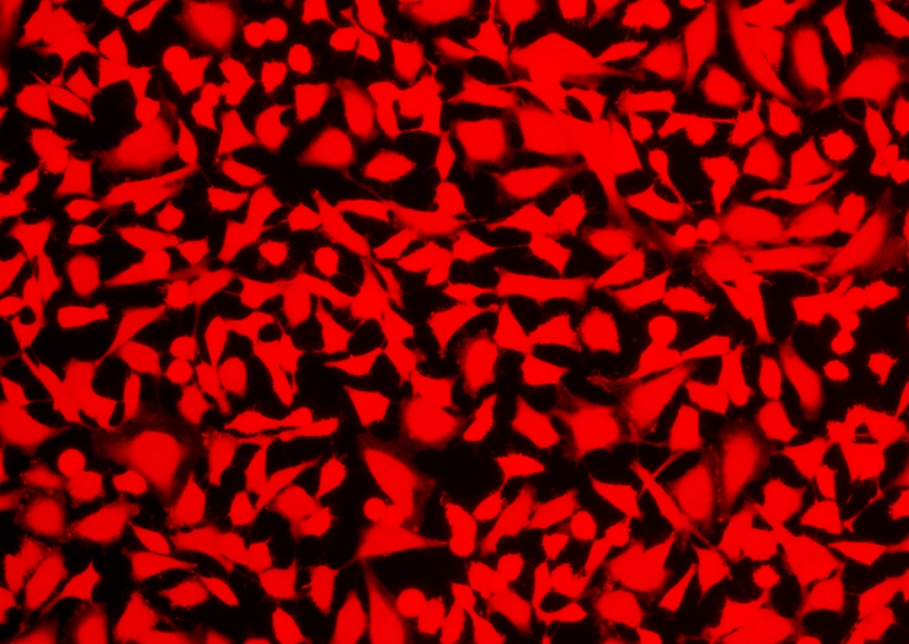 Cell Explorer 活细胞标记试剂盒 红色荧光